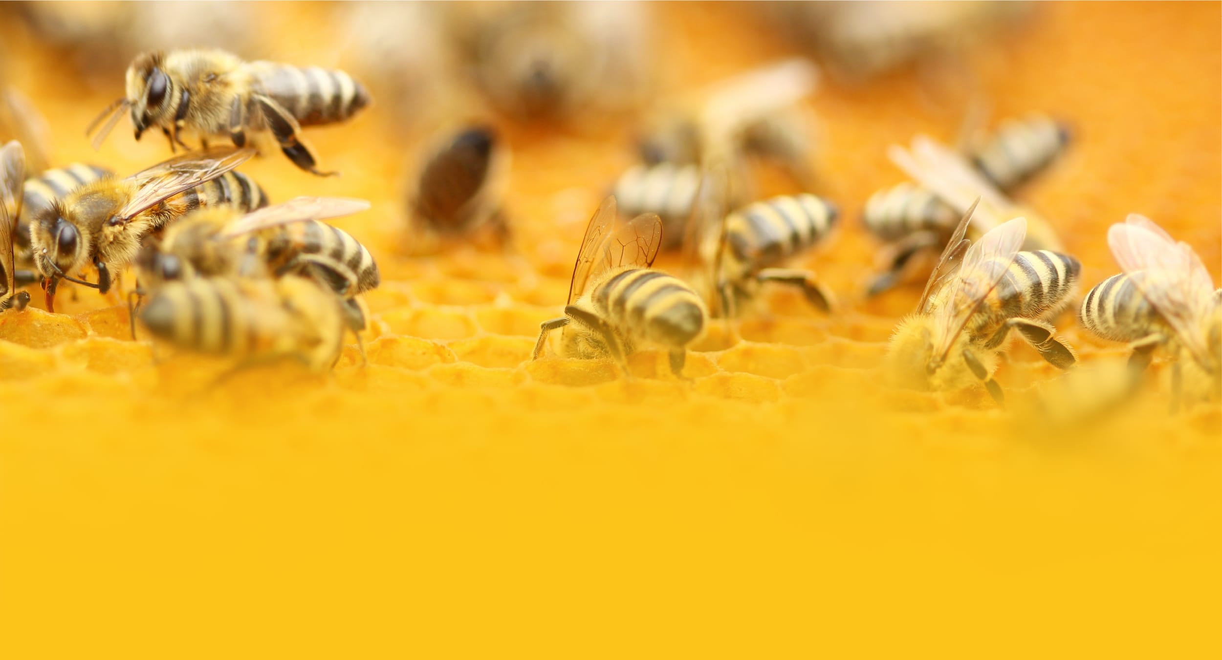 Digitaler Bienenstock